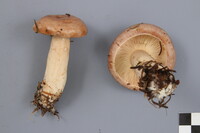 Lactarius affinis image